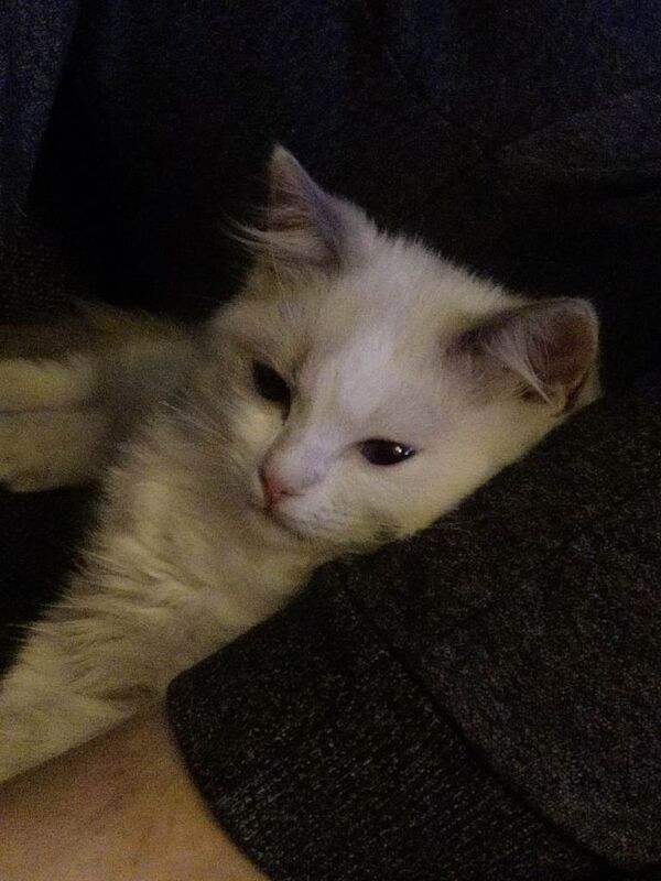 Ragdoll kittens for sale in Castleford, West Yorkshire – 3 months old - Image 3 of 4