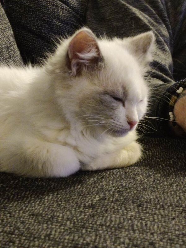 Ragdoll kittens for sale in Castleford, West Yorkshire – 3 months old - Image 4 of 4