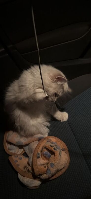 TICA Registered Ragdoll Kittens For Sale