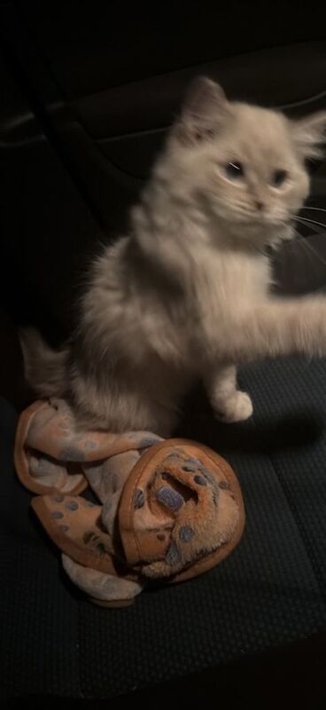 Ragdoll kittens for sale in Hall Green, West Midlands – 3 months old - Image 2 of 3