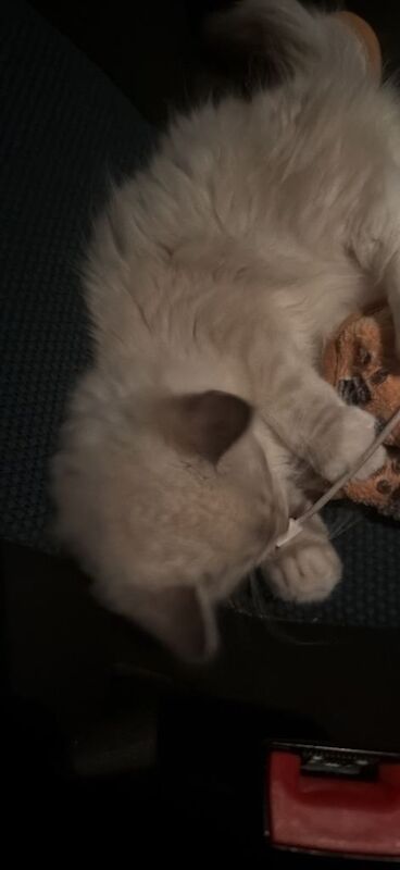 Ragdoll kittens for sale in Hall Green, West Midlands – 3 months old - Image 3 of 3