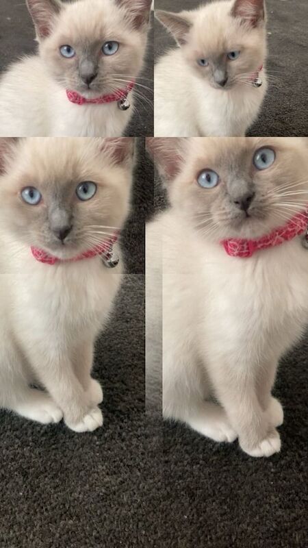Ragdoll kittens for sale in Coupar Angus, Perth and Kinross – 11 weeks old