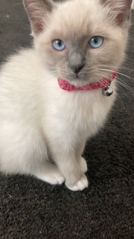Ragdoll kittens for sale in Coupar Angus, Perth and Kinross – 11 weeks old - Image 3 of 3