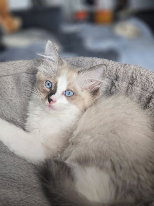 Ragdoll kitten male for sale in London