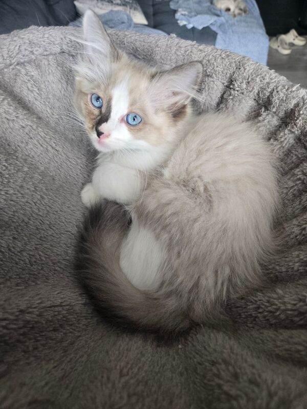 Ragdoll kitten male for sale in London | Image 2