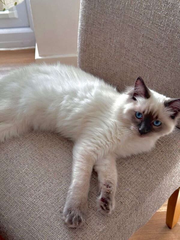 Ragdoll kittens for sale in Derby, Derbyshire – 5 months old