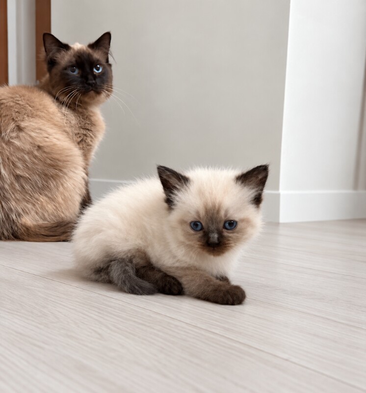 Ragdoll Kittens For Sale
