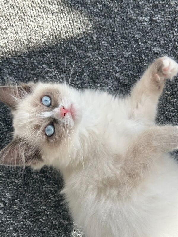 Ragdoll kittens for sale in Bournemouth, Dorset – 11 weeks old