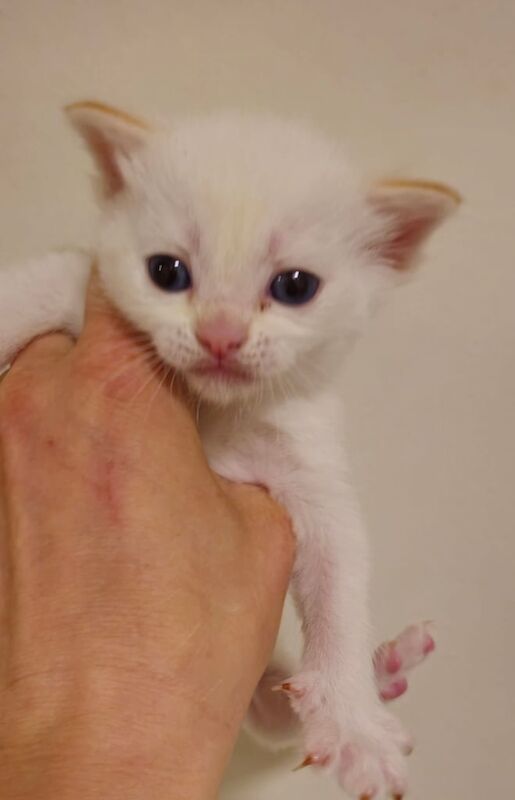 Ragdoll Kitten Red Point boy for sale in Meadows, Nottinghamshire
