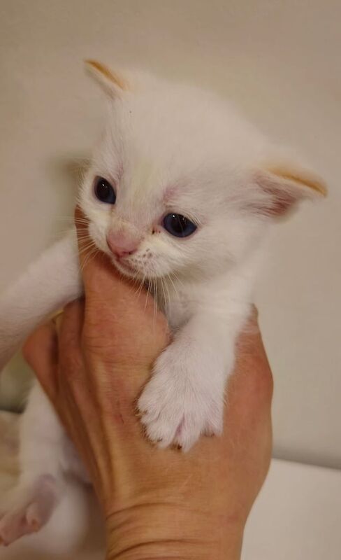 Ragdoll Kitten Red Point boy for sale in Meadows, Nottinghamshire | Image 2