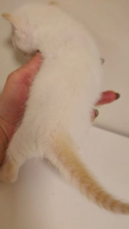 Ragdoll Kitten Red Point boy for sale in Meadows, Nottinghamshire - Image 3