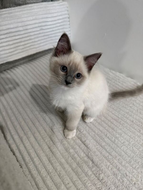 Ragdoll Kitten - Sweetest boy