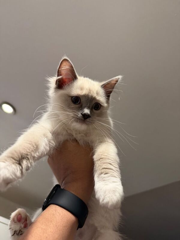 Ragdoll Kitten - Sweetest boy - Image 2 of 5
