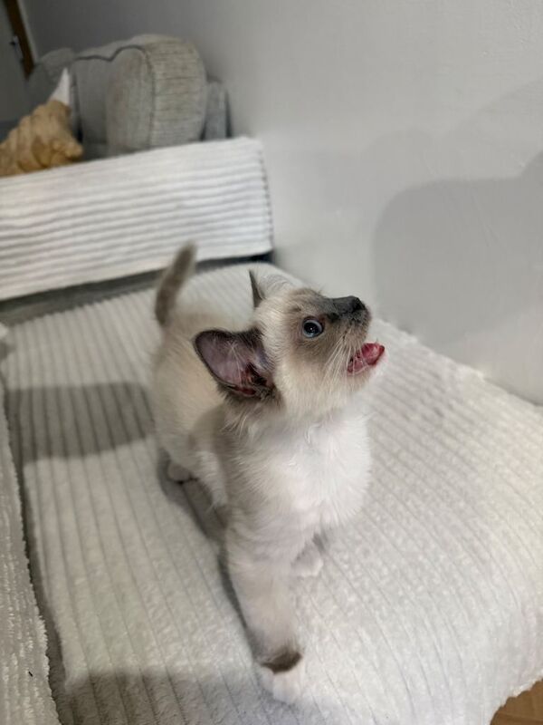 Ragdoll Kitten - Sweetest boy - Image 3 of 5