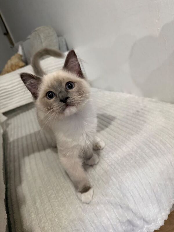 Ragdoll Kitten - Sweetest boy - Image 4 of 5