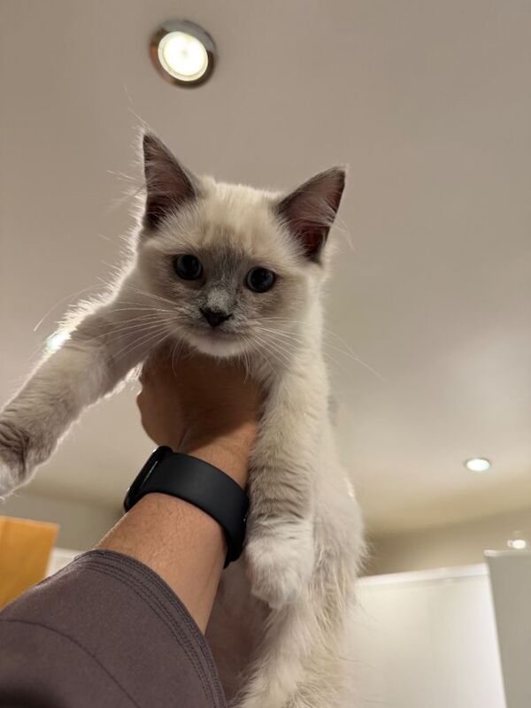 Ragdoll Kitten - Sweetest boy - Image 5 of 5