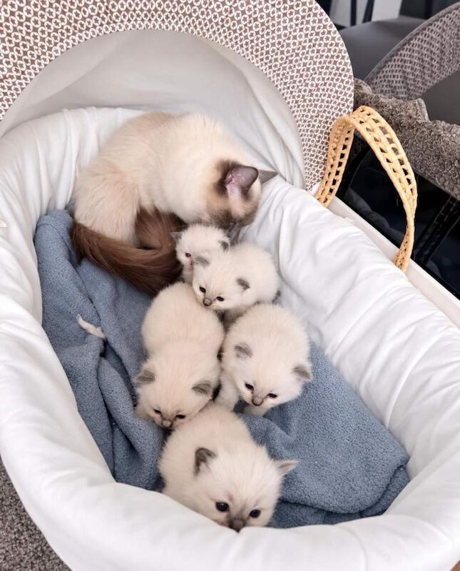 Ragdoll kittens ( 1 boy , 1 girls left - 3 reserved)