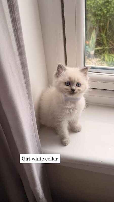 Ragdoll kittens ( 1 boy , 1 girls left - 3 reserved) - Image 2 of 4