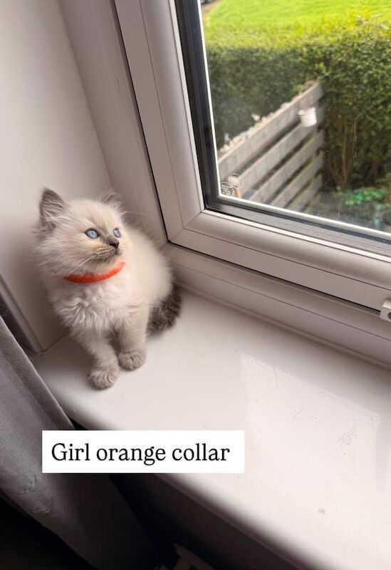 Ragdoll kittens ( 1 boy , 1 girls left - 3 reserved) - Image 3 of 4