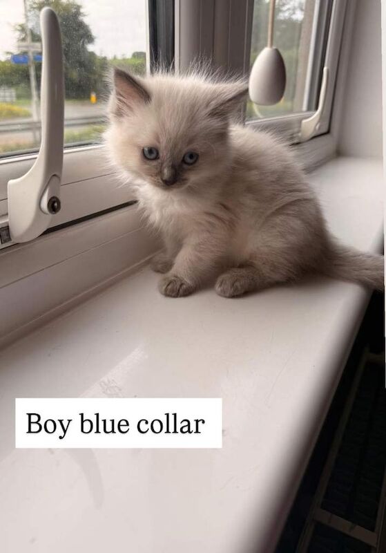 Ragdoll kittens ( 1 boy , 1 girls left - 3 reserved) - Image 4 of 4