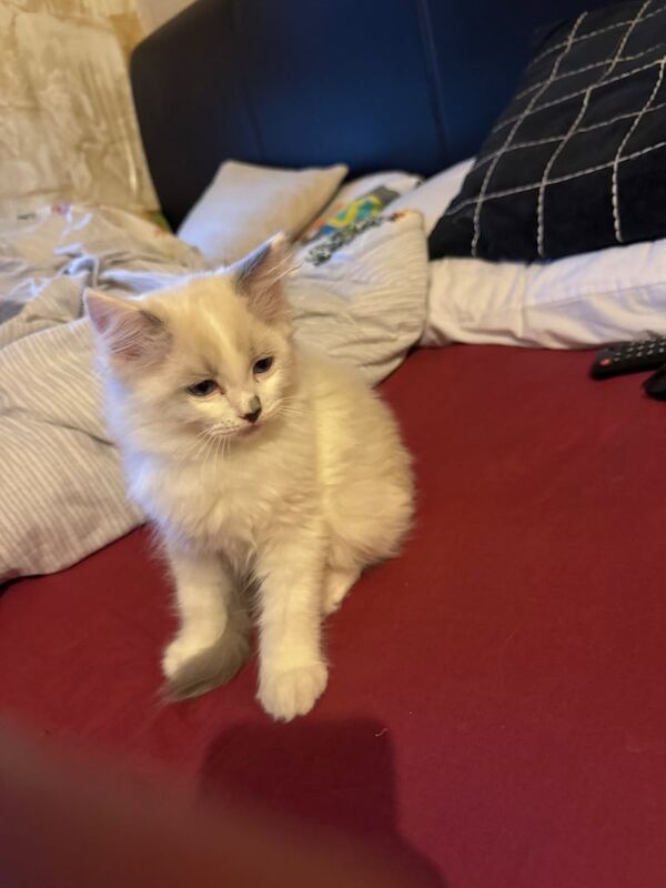 Ragdoll kittens for sale in East End, East Riding of Yorkshire – 11 weeks old - Image 2 of 5