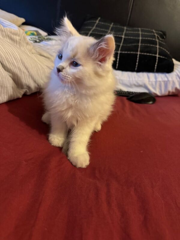 Ragdoll kittens for sale in East End, East Riding of Yorkshire – 11 weeks old - Image 3 of 5