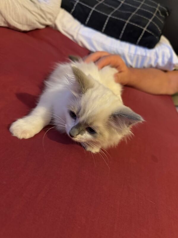 Ragdoll kittens for sale in East End, East Riding of Yorkshire – 11 weeks old - Image 5 of 5