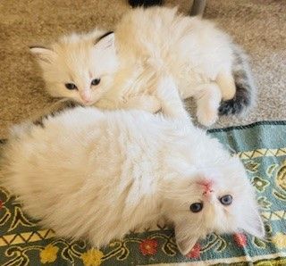 Ragdoll Kittens for sale in Glasgow, City of Glasgow