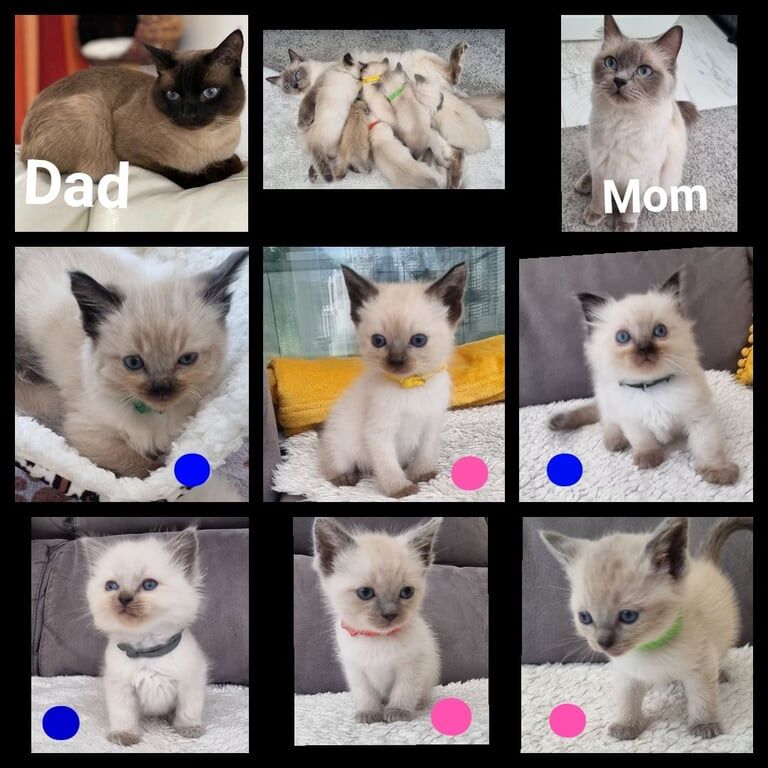 Ragdoll kittens for sale in Liverpool, Merseyside – 10 months old - Image 1 of 3