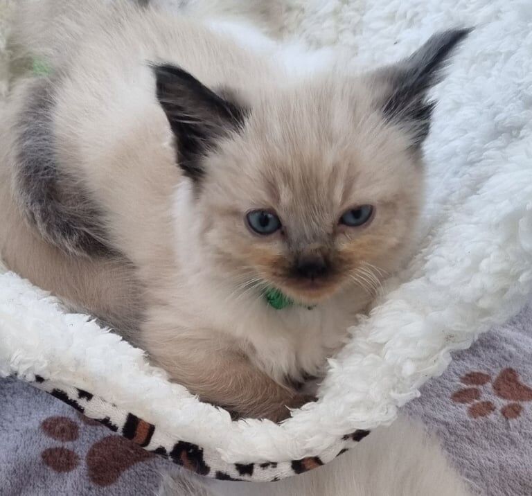 Ragdoll kittens for sale in Liverpool, Merseyside – 10 months old - Image 2 of 3