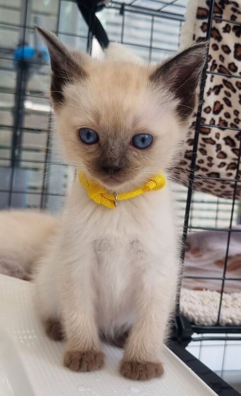 Ragdoll kittens for sale in Liverpool, Merseyside – 10 months old - Image 3 of 3