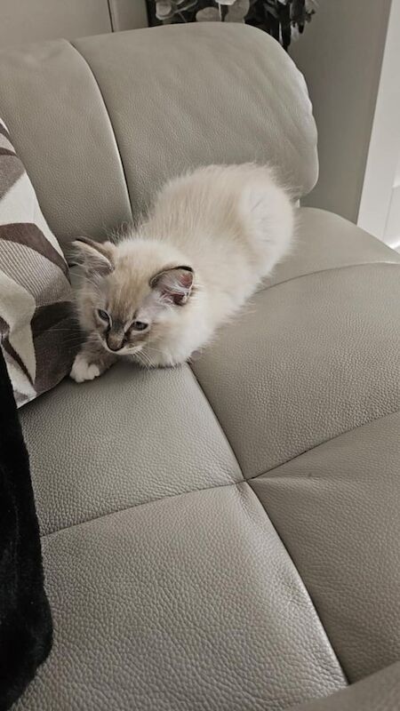 Ragdoll kittens for sale in Methil, Fife – 3 months old