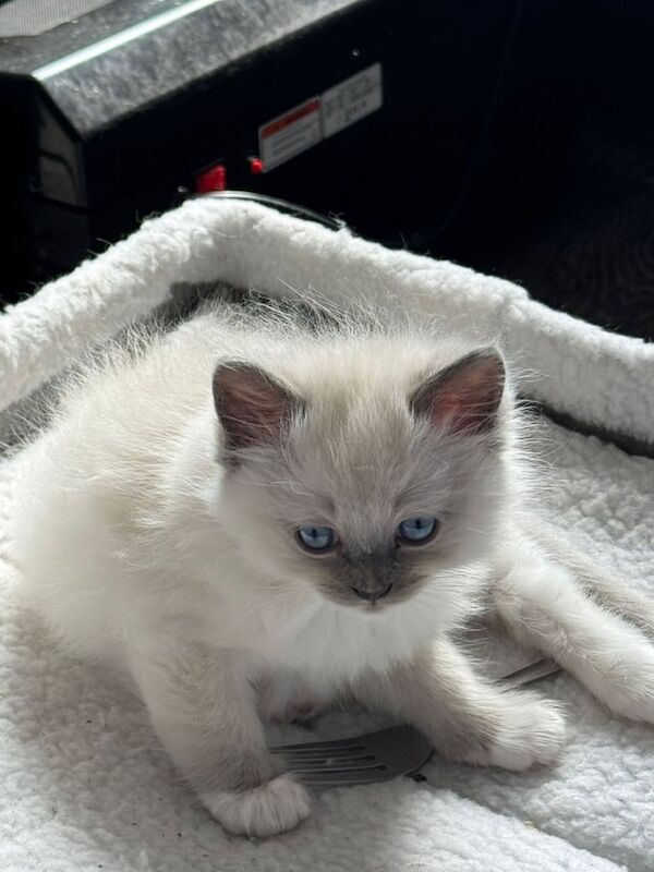 Ragdoll kittens for sale in Elgin, Moray
