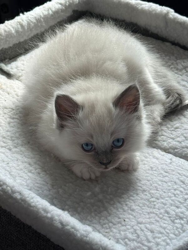Ragdoll kittens for sale in Elgin, Moray - Image 2