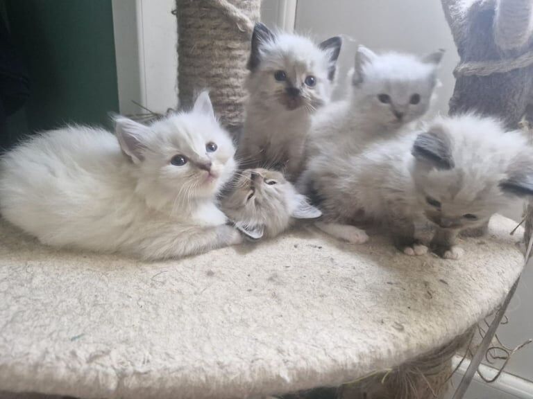 Ragdoll kittens for sale in Penzance, Cornwall