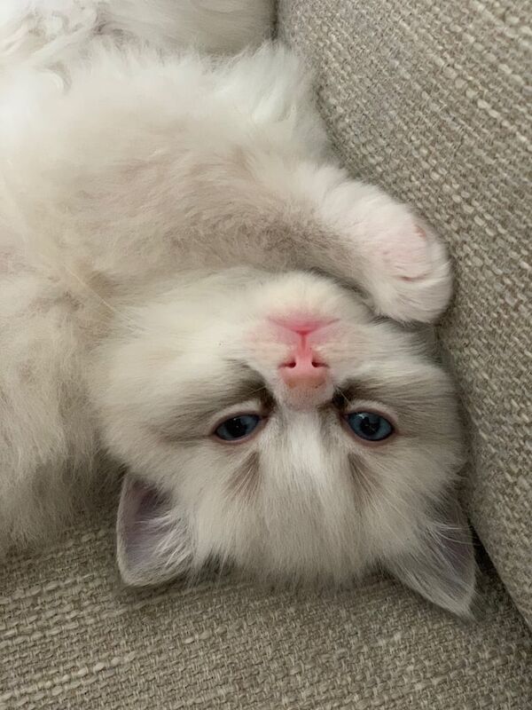 Ragdoll kittens for sale in Stapleford, Nottinghamshire