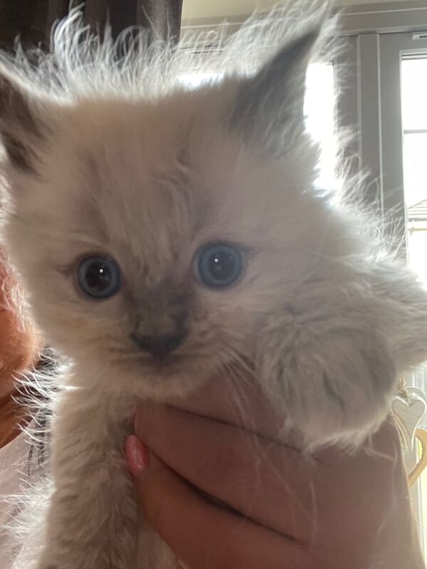 Ragdoll Kittens for sale in Leven, Fife | Image 2
