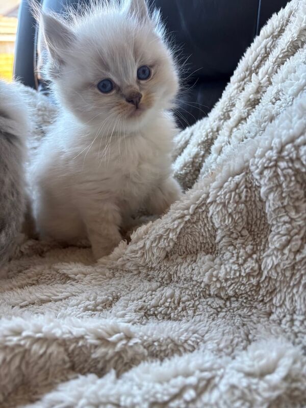 Ragdoll Kittens for sale in Leven, Fife | Image 3
