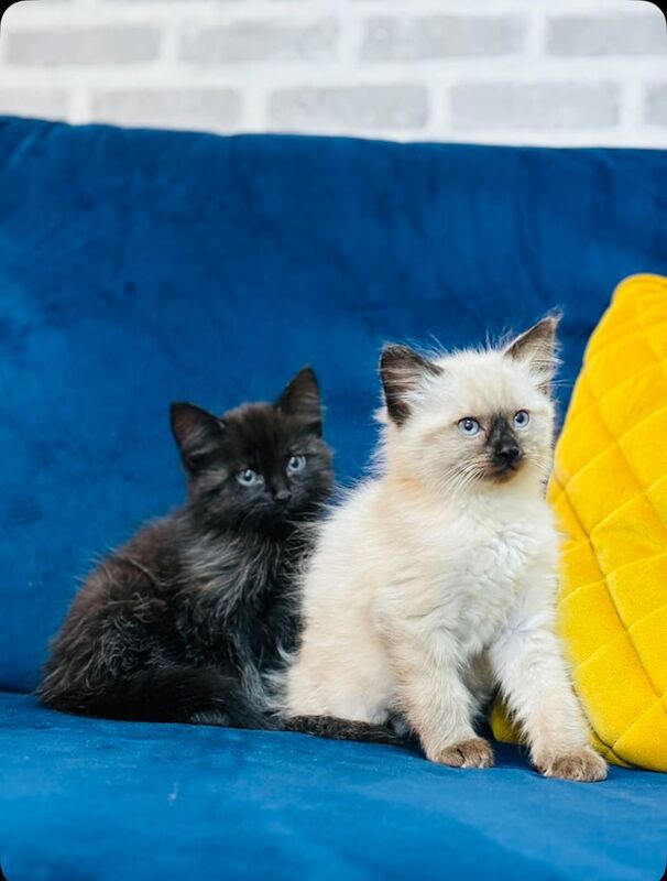 Ragdoll kittens for sale in High Wycombe, Buckinghamshire