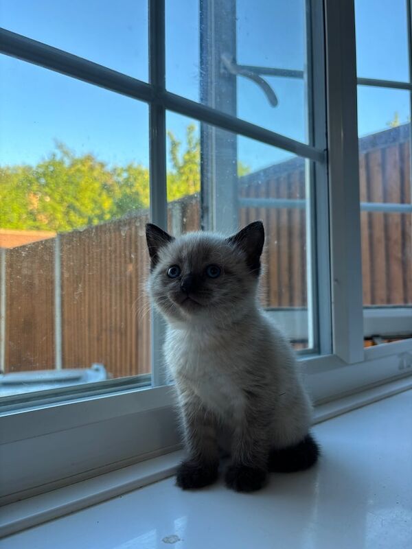 Ragdoll kittens for sale in High Wycombe, Buckinghamshire | Image 2
