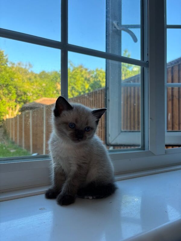 Ragdoll kittens for sale in High Wycombe, Buckinghamshire | Image 3