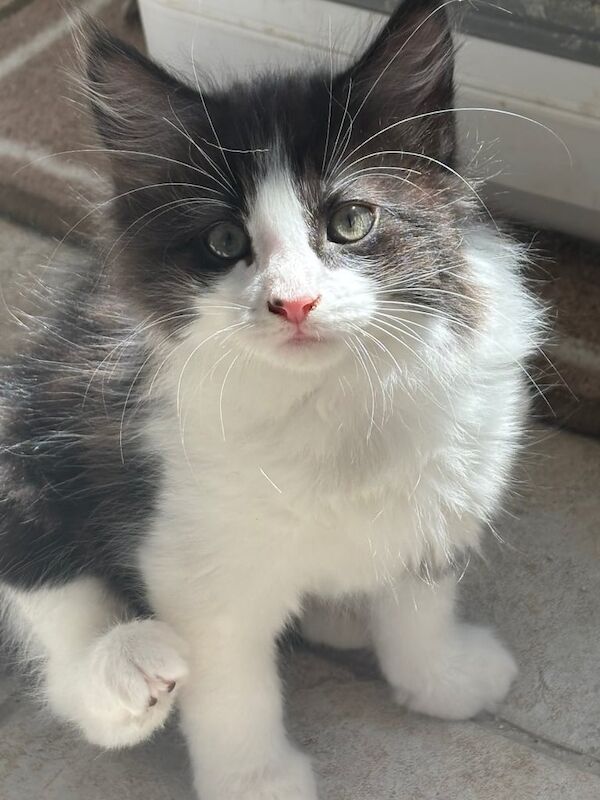 Ragdoll kittens for sale in Sheffield, South Yorkshire
