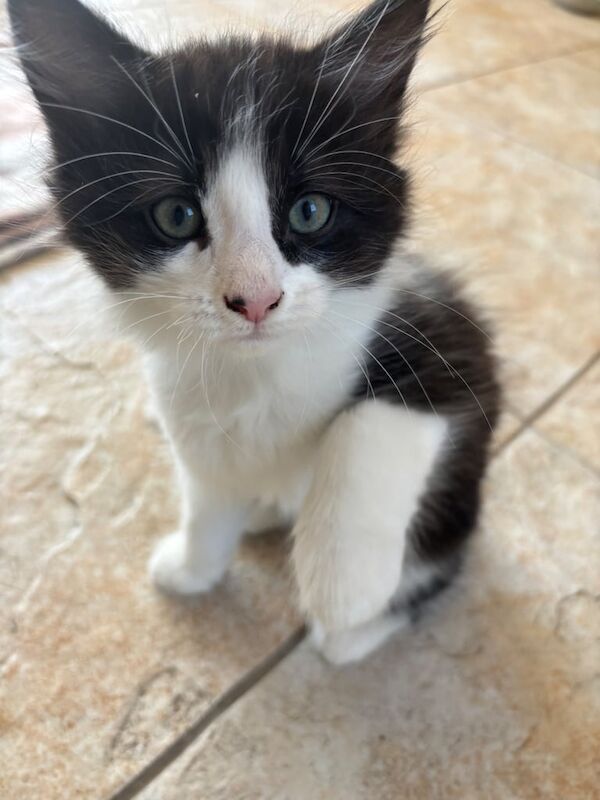 Ragdoll kittens for sale in Sheffield, South Yorkshire | Image 2