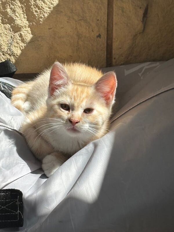Ragdoll kittens for sale in Sheffield, South Yorkshire | Image 3