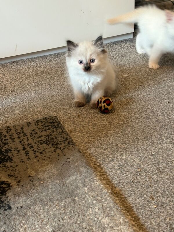 Ragdoll kittens for sale in Leicester, Leicestershire