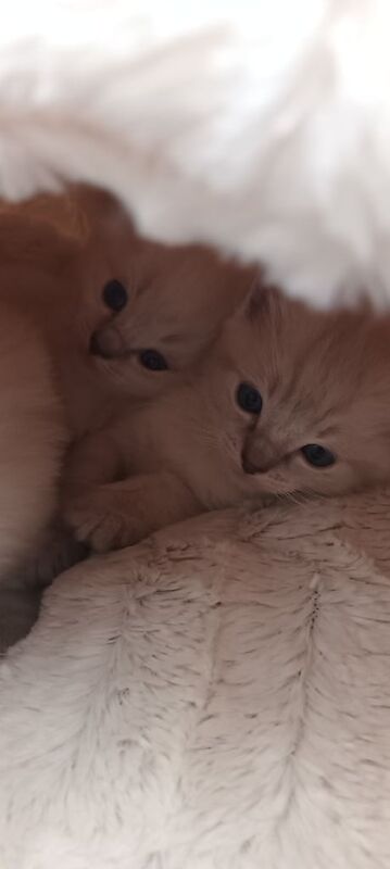Ragdoll kittens for sale in Mickleover, Derbyshire