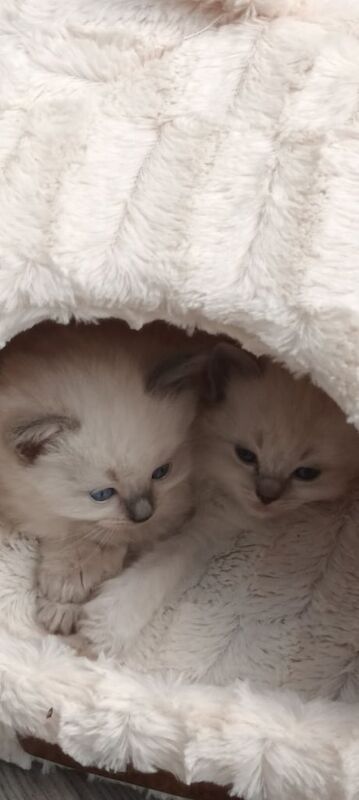 Ragdoll kittens for sale in Mickleover, Derbyshire | Image 2