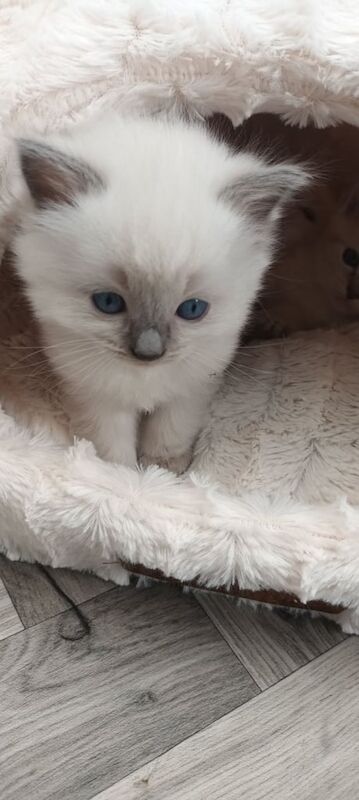 Ragdoll kittens for sale in Mickleover, Derbyshire | Image 3