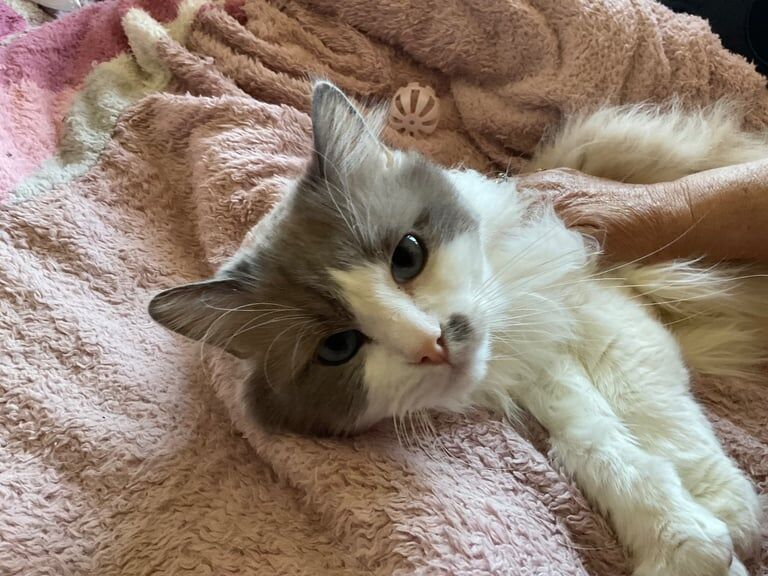 Ragdoll kittens for sale in Exeter, Devon
