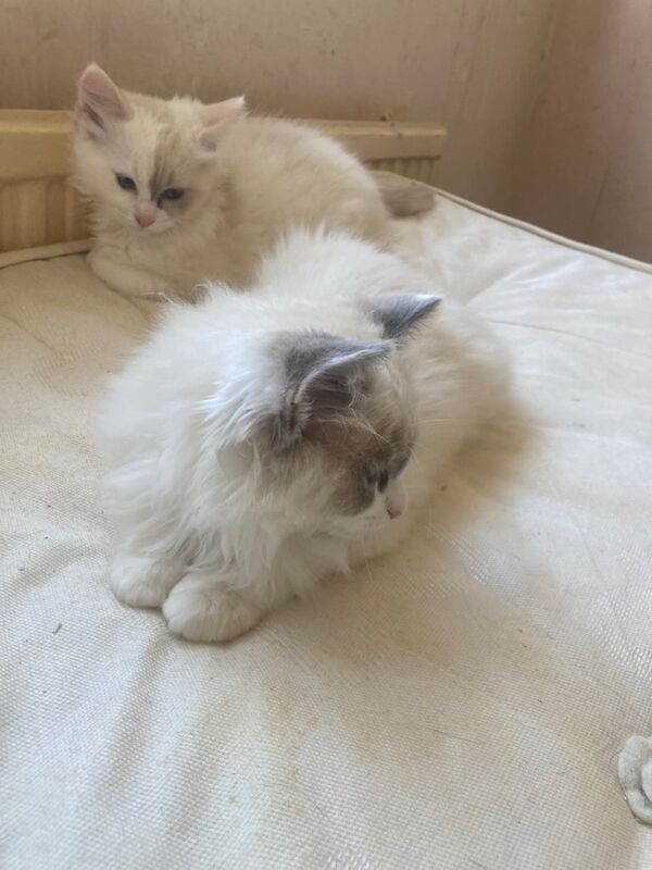 Ragdoll kittens for sale in Exeter, Devon | Image 2